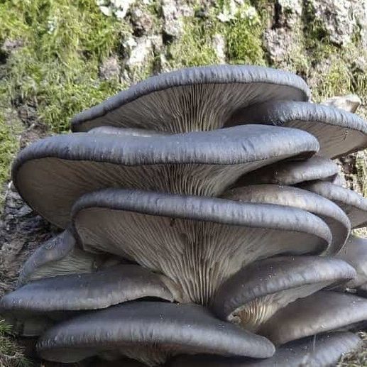 Austernpilz im Wald Tierheilpraxis Jule Schröder Austernpilz im Wald Tierheilpraxis Jule Schröder